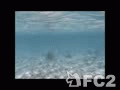 動画:阿真ビーチの海亀